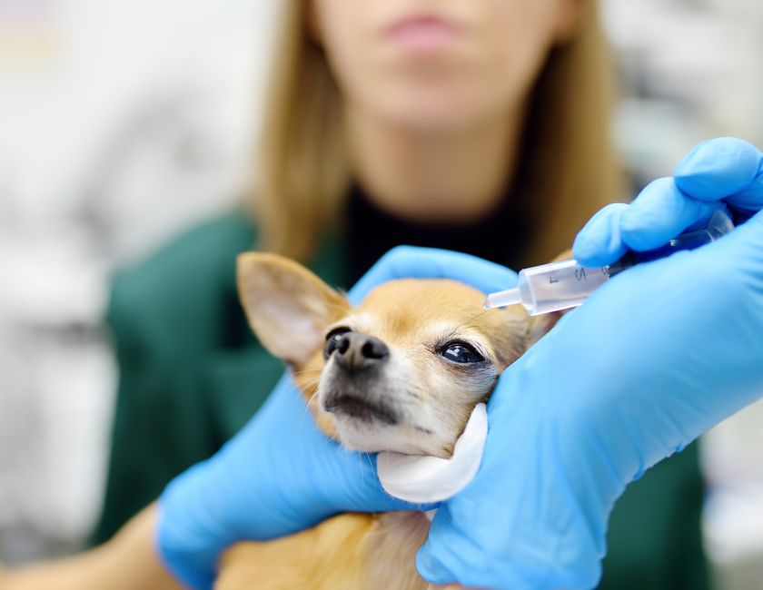 Veterinary medicine